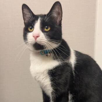 Casper -  Domestic Short Hair Cat for Adoption in Bristol, Indiana - Casper | PetCurious