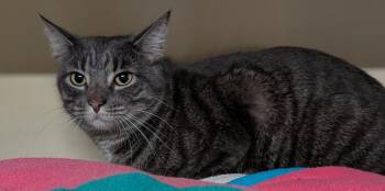 Domestic Short Hair Cats Available for Adoption - Val | PetCurious