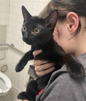 CHILI PEPPER -  Domestic Short Hair Cat for Adoption in Dallas, Texas - CHILI PEPPER | PetCurious
