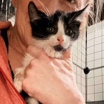 Mowgli -  Tuxedo Cat for Adoption in Newark Valley, New York - Mowgli | PetCurious
