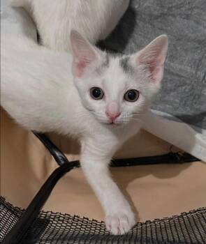 Stamford Baby: Cove -  Domestic Short Hair Cat for Adoption - Stamford Baby: Cove | PetCurious