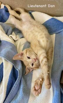 Lt. Dan -  Domestic Short Hair Cat for Adoption in Chalfont, Pennsylvania - Lt. Dan | PetCurious