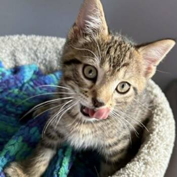 Axle - Energetic & Entertaining -  Tabby Cat for Adoption in Hamilton, Ontario - Axle - Energetic & Entertaining | PetCurious