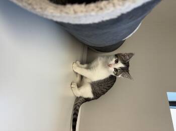 Rescue Domestic Short Hair Cats for Adoption in Liberty, Missouri - Instagram | PetCurious