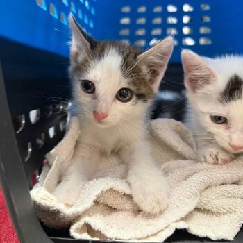 AFL-Stray-18139 -  Domestic Short Hair Cat for Adoption in Spring Hill, Kansas - AFL-Stray-18139 | PetCurious