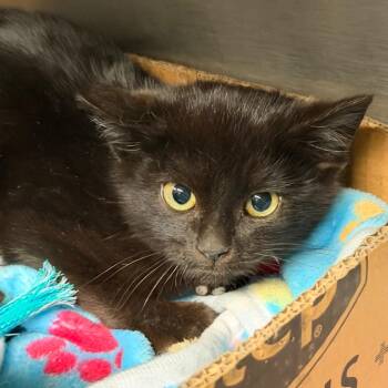 Domestic Short Hair Cats Available for Adoption - Caboodle | PetCurious