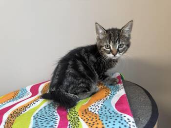 Domestic Short Hair Cats Available for Adoption in Delson, Quebec - Groot | PetCurious