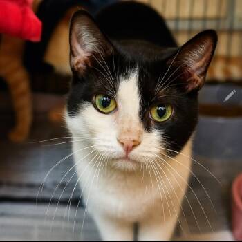 Rescue Domestic Short Hair Cats for Adoption in El Dorado, Arkansas - Mondo | PetCurious