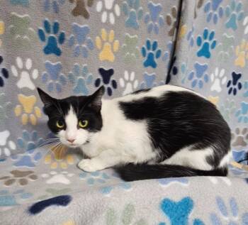 Roseanne -  Domestic Short Hair Cat for Adoption in Wabash, Indiana - Roseanne | PetCurious
