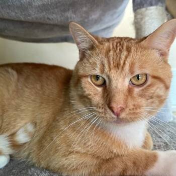 Rescue Domestic Short Hair Cats for Adoption in Des Moines, Iowa - Armon | PetCurious