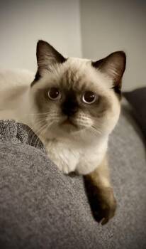 Butterscotch -  Scottish Fold Cat for Adoption - Butterscotch | PetCurious