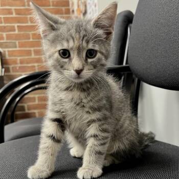 Fruit Salad -  Domestic Short Hair Cat for Adoption in Allentown, Pennsylvania - Fruit Salad | PetCurious