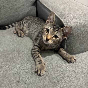 Mable -  Domestic Short Hair Cat for Adoption in Greensboro, North Carolina - Mable | PetCurious