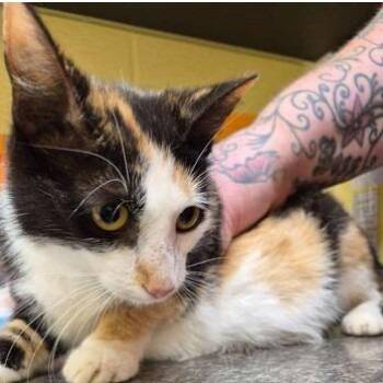 Cali Boo -  Domestic Short Hair Cat for Adoption in New York, New York - Cali Boo | PetCurious