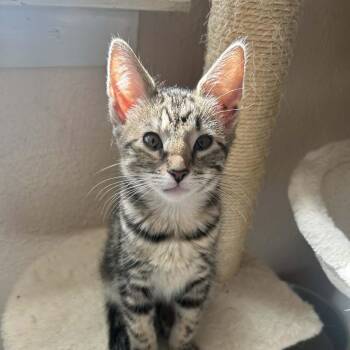 Domestic Short Hair Cats Available for Adoption in Bentonville, Arkansas - Sushi | PetCurious