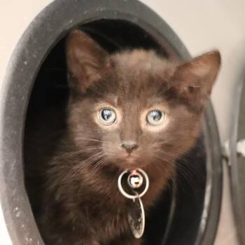 Lacie -  Domestic Short Hair Cat for Adoption in Port Washington, New York - Lacie | PetCurious