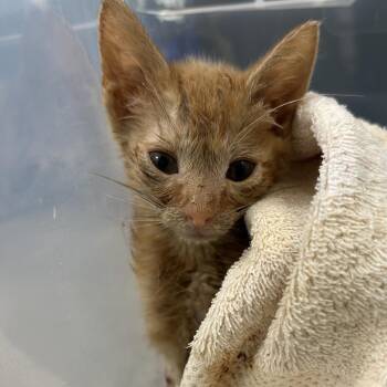 Maverick -  Domestic Short Hair Cat for Adoption in Lynchburg, Virginia - Maverick | PetCurious