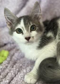 Islamarada -  Domestic Long Hair Cat for Adoption in St. Augustine, Florida - Islamarada | PetCurious