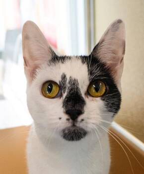 Rescue Domestic Short Hair Cats for Adoption in Encinitas, California - Meowdonna | PetCurious