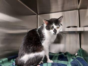 Domestic Short Hair Cats Available for Adoption in Liberty, Missouri - Dragon Fruit | PetCurious