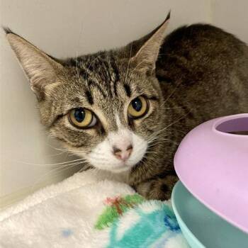 Domestic Short Hair Cats Available for Adoption - Storm | PetCurious