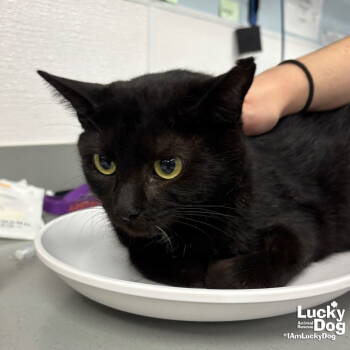 Rescue Domestic Short Hair Cats for Adoption in Washington, District Of Columbia - Zebra | PetCurious