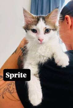 Sprite -  Domestic Long Hair Cat for Adoption in Clarksville, Tennessee - Sprite | PetCurious