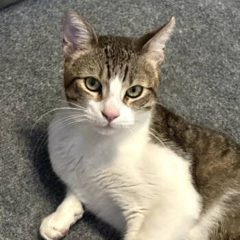 Domestic Short Hair Cats Available for Adoption in San Diego, California - Casper | PetCurious