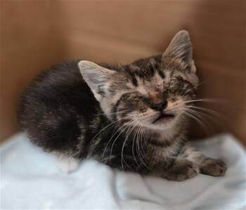 NAT -  Domestic Short Hair Cat Available for Adoption in Dallas, Texas - NAT | PetCurious