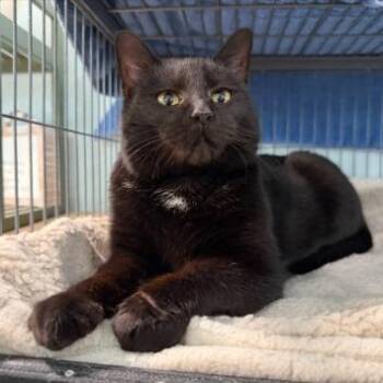 Ava -  Domestic Short Hair Cat for Adoption - Ava | PetCurious