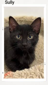 Sully -  Domestic Short Hair Cat for Adoption in Caistor Centre, Ontario - Sully | PetCurious