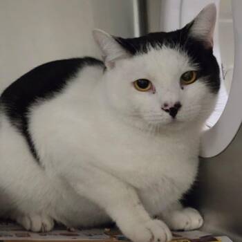 Pingu -  Domestic Short Hair Cat for Adoption in Kennebunk, Maine - Pingu | PetCurious
