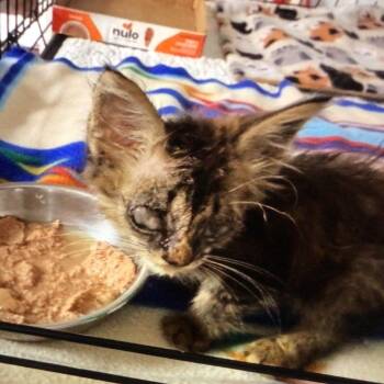 Nami -  Domestic Short Hair Cat for Adoption in New Orleans, Louisiana - Nami | PetCurious