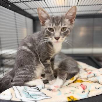 Holden -  Domestic Short Hair Cat for Adoption in Portage, Michigan - Holden | PetCurious