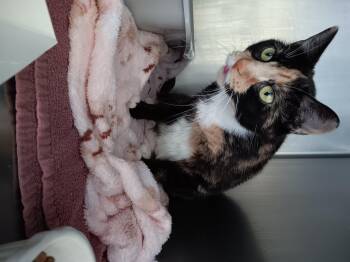 Rescue Domestic Short Hair Cats for Adoption in Winthrop, Maine - Pasta Salad | PetCurious