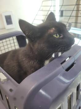 Domestic Short Hair Cats Available for Adoption - Bellatrix | PetCurious
