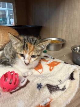 Mila -  Calico Cat for Adoption in Bossier City, Louisiana - Mila | PetCurious