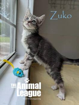 Zuko -  Domestic Short Hair Cat Available for Adoption in Groveland, Florida - Zuko | PetCurious