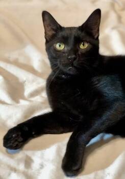 Mr Meow -  Domestic Short Hair and Bombay Cat for Adoption in Little Rock, Arkansas - Mr Meow | PetCurious