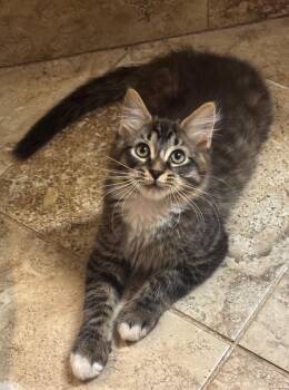 Zeus -  Tabby and Domestic Short Hair Cat Available for Adoption in Garner, North Carolina - Zeus | PetCurious