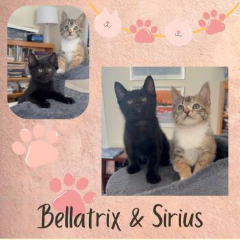Rescue Domestic Short Hair Cats for Adoption in Port Chester, New York - Phoenix, Bellatrix & Sirius | PetCurious