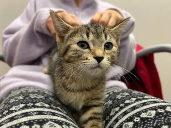 Tabby Cats Available for Adoption - My Precious | PetCurious
