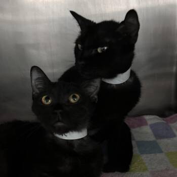 Domestic Short Hair Cats Available for Adoption in Lakeland, Florida - Tess | PetCurious