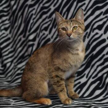 Domestic Short Hair Cats Available for Adoption in Wheaton, Illinois - Sora | PetCurious