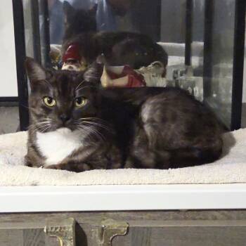 Domestic Short Hair Cats Available for Adoption - Sassy Pants | PetCurious