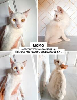 Rescue Domestic Short Hair Cats for Adoption in Tustin, California - Momo | PetCurious