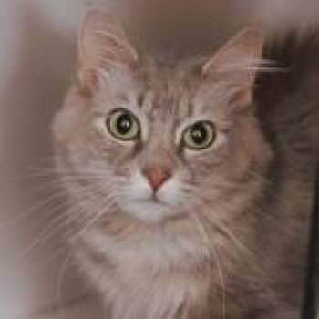 Olive -  Domestic Short Hair Cat for Adoption in Hilliard, Ohio - Olive | PetCurious