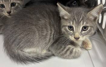 If8c -  Domestic Short Hair Cat for Adoption in Lawrenceville, Georgia - If8c | PetCurious