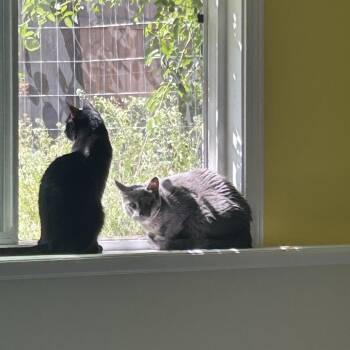Miso -  Domestic Medium Hair and Mixed Breed Cat for Adoption in Nampa, Idaho - Miso | PetCurious