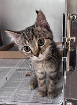 Coney Dog -  Domestic Short Hair Cat for Adoption in Cincinnati, Ohio - Coney Dog | PetCurious